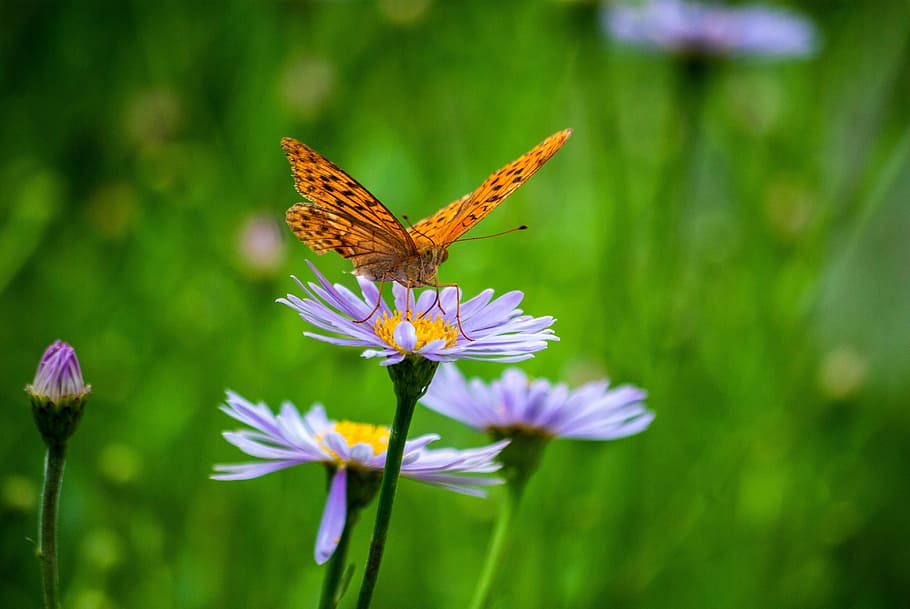 nature, plants, flowers, purple, garden, summer, butterfly, insects, aster koraiensis, flower