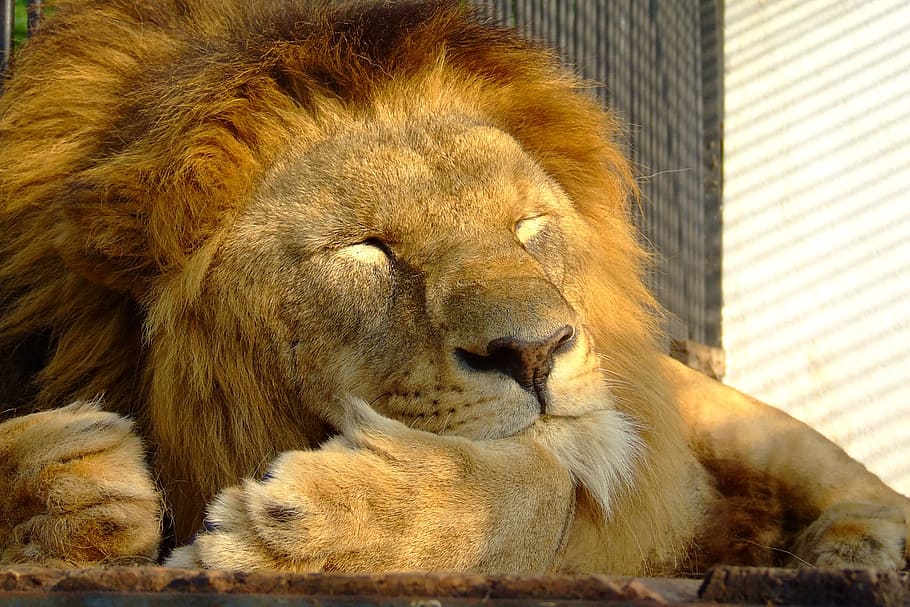 león marrón durmiente, mamífero, animal, fauna, naturaleza, gato, león, salvaje, zoológico, pelaje