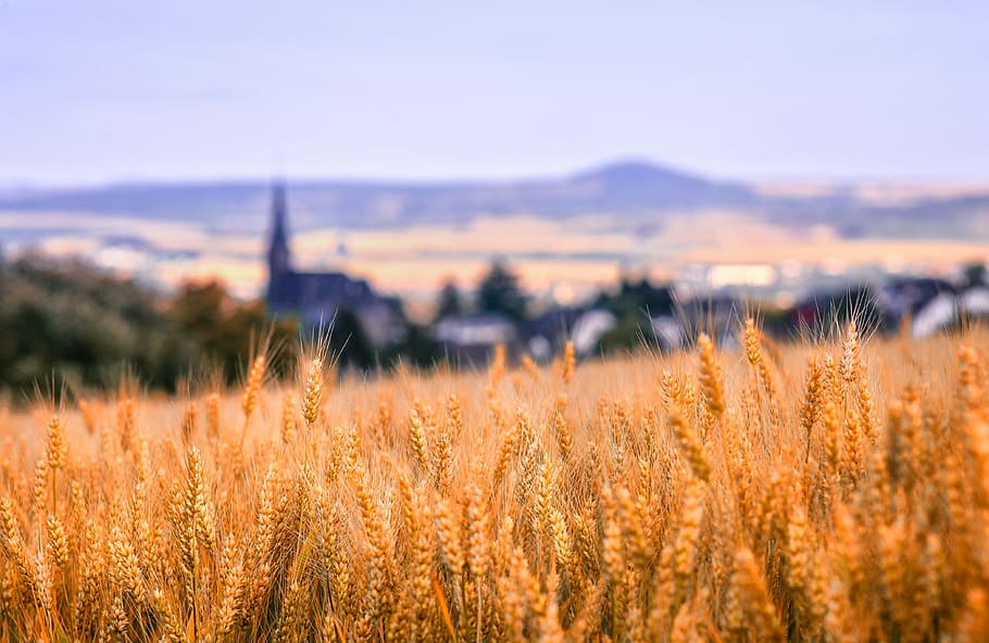 brown grain field, landscape, nature, cornfield, grain, village, church, sky, blue, brown