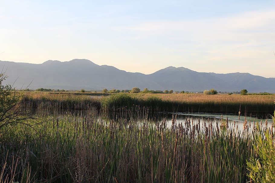 mountains, cache valley, marsh, mountain, scenics - nature, plant, beauty in nature, sky, tranquility, tranquil scene
