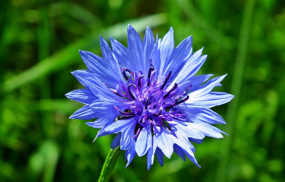 cornflowers, flower, field, nature, blue, plants, the delicacy, blooming, decorative, flowering plant
