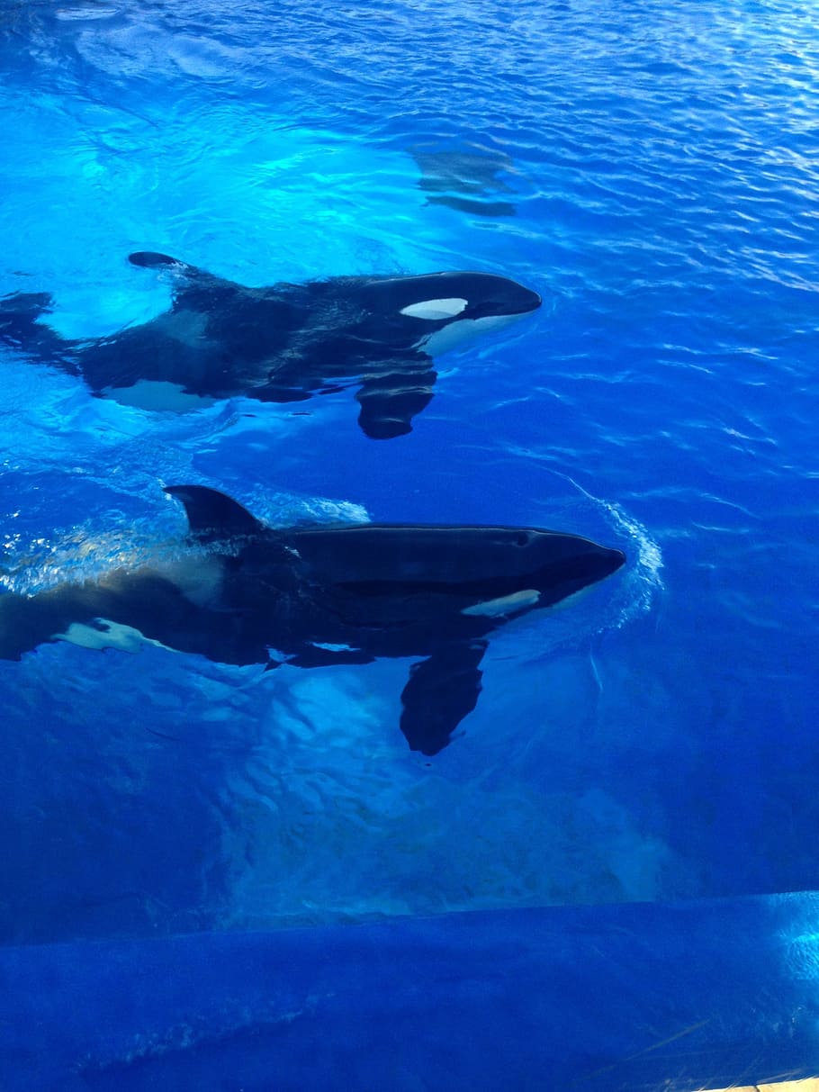 two, killer whales, swimming, body, water, orcas, whales, sea world, san diego, marine life