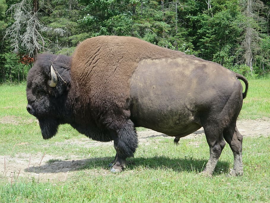 black bison, bison, animal, wild, west, canada, mammal, animal wildlife, american bison, grass