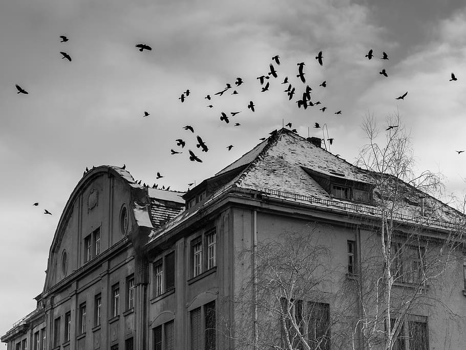 grayscale photo, building, home, creepy, mood, birds, horror, gloomy, atmosphere, halloween