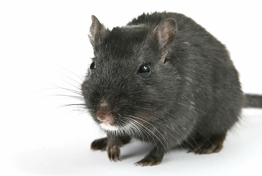 rata gris, animal, atractivo, hermosa, negro, chico, marrón, cerrar, primer plano, criatura