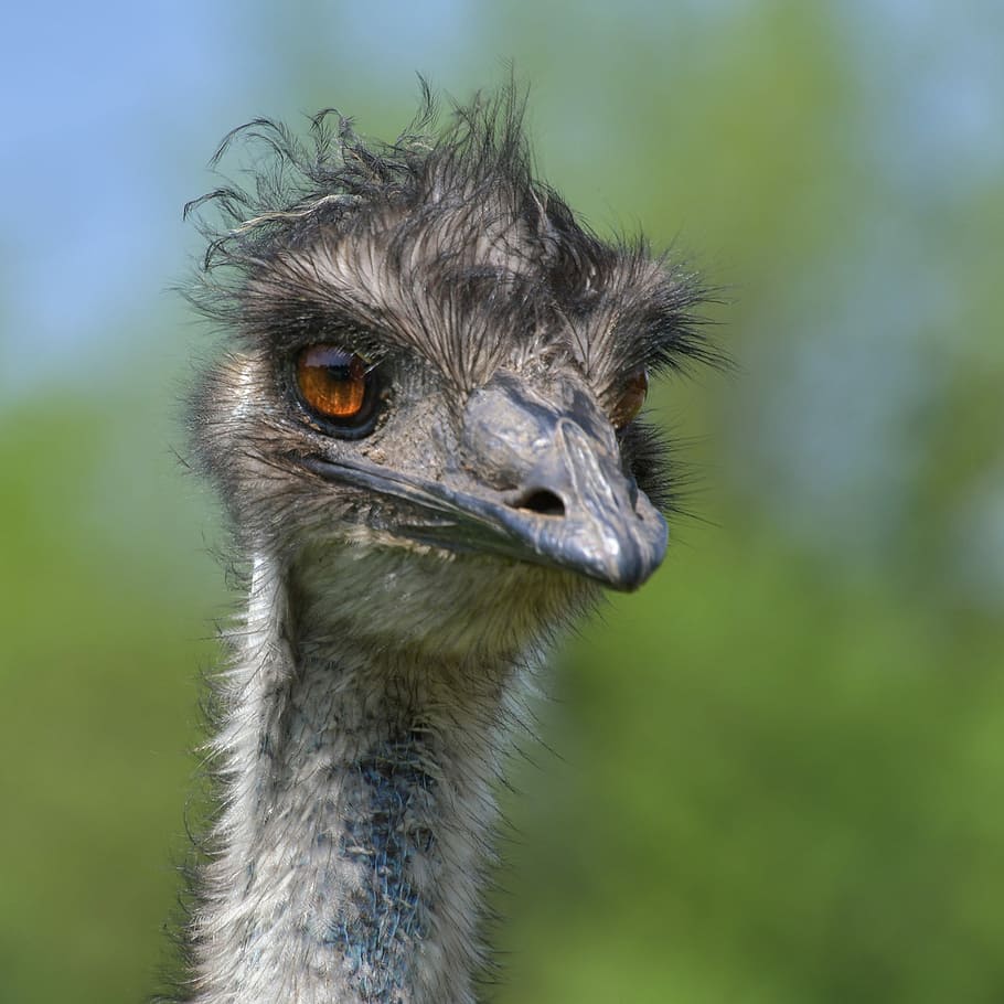 focus photo, ostrich, emu australia, bird, portrait, head, sun, animal, one animal, animal themes