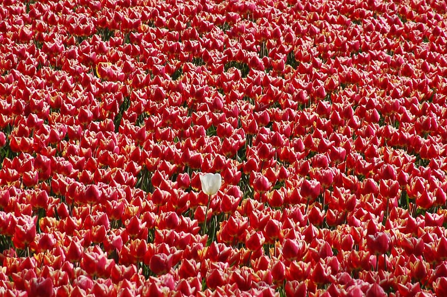 field, plant, nature, color, garden, separately, lonely, out for me, red, full frame