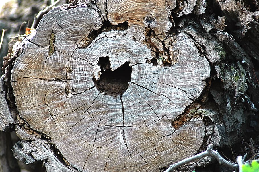 Trunk, Rings, Defeated, Disease, tree trunk, tree, tree stump, tree ring, textured, wood - material