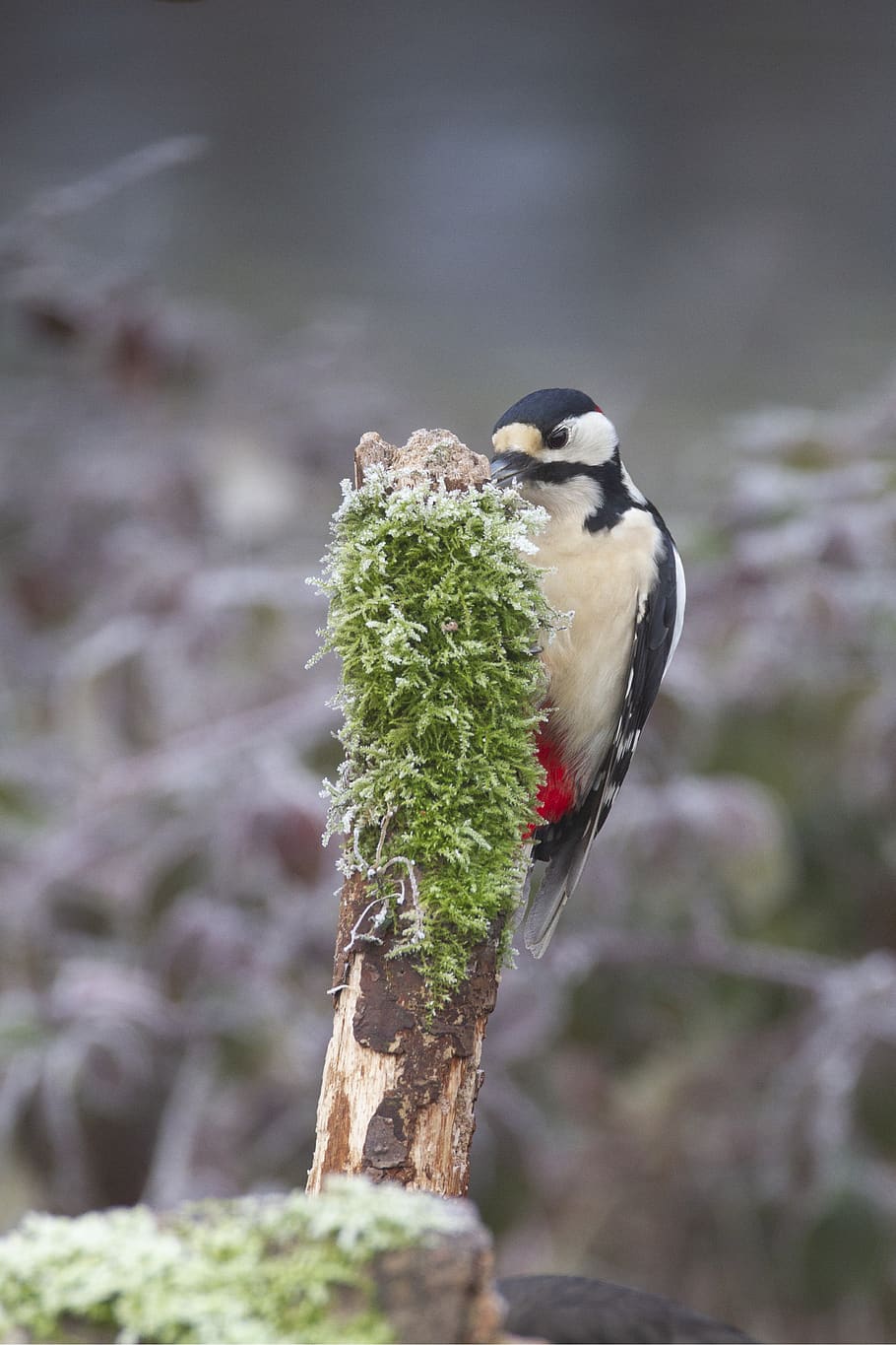 bird, big woodpecker, spokes, garden, nature, animal, nutritional supplements, animal world of, close, forest