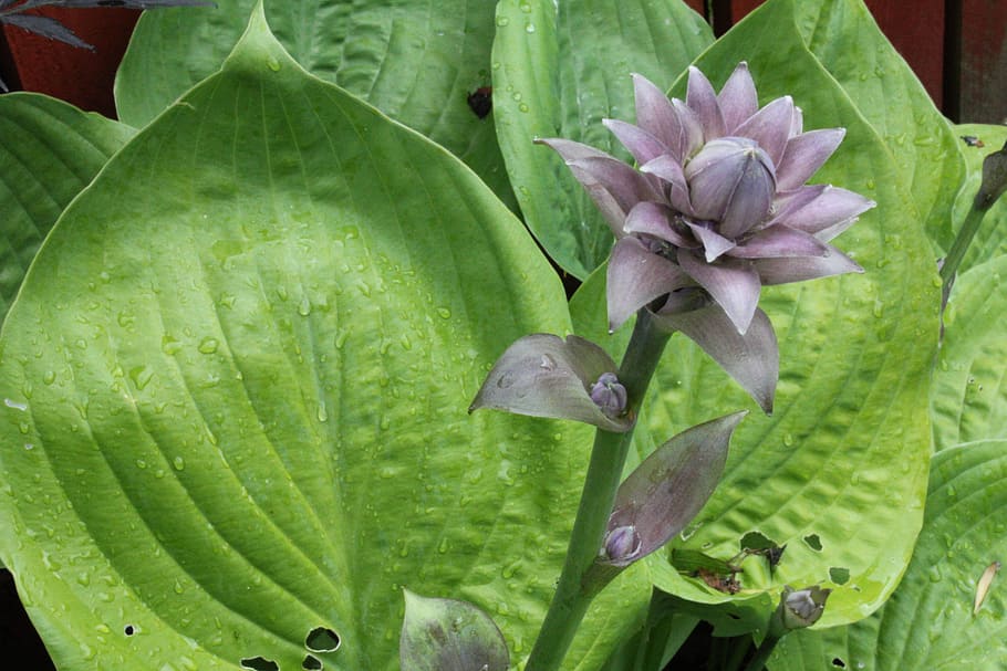 Plantain Lily, Hosta, Leaf, green, leaves, ribbed, plant, woodland, garden, nature