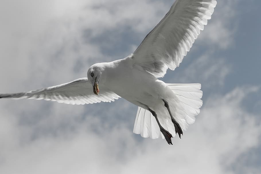 herring gull, seagull, larus argentatus, flight, flying, wing, water bird, seevogel, sky, plumage