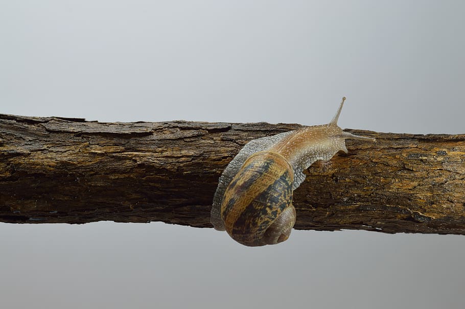 nature, molluscum, slow, shell, snail, coffee, brown, wild, viscous, antenna