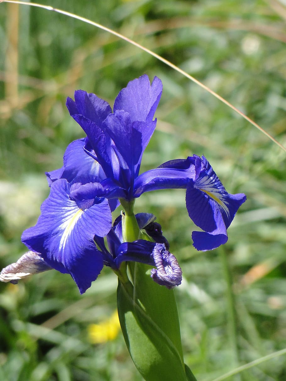 iris, nature, blue, flower, summer, blossom, bloom, plant, beautiful, flowering plant