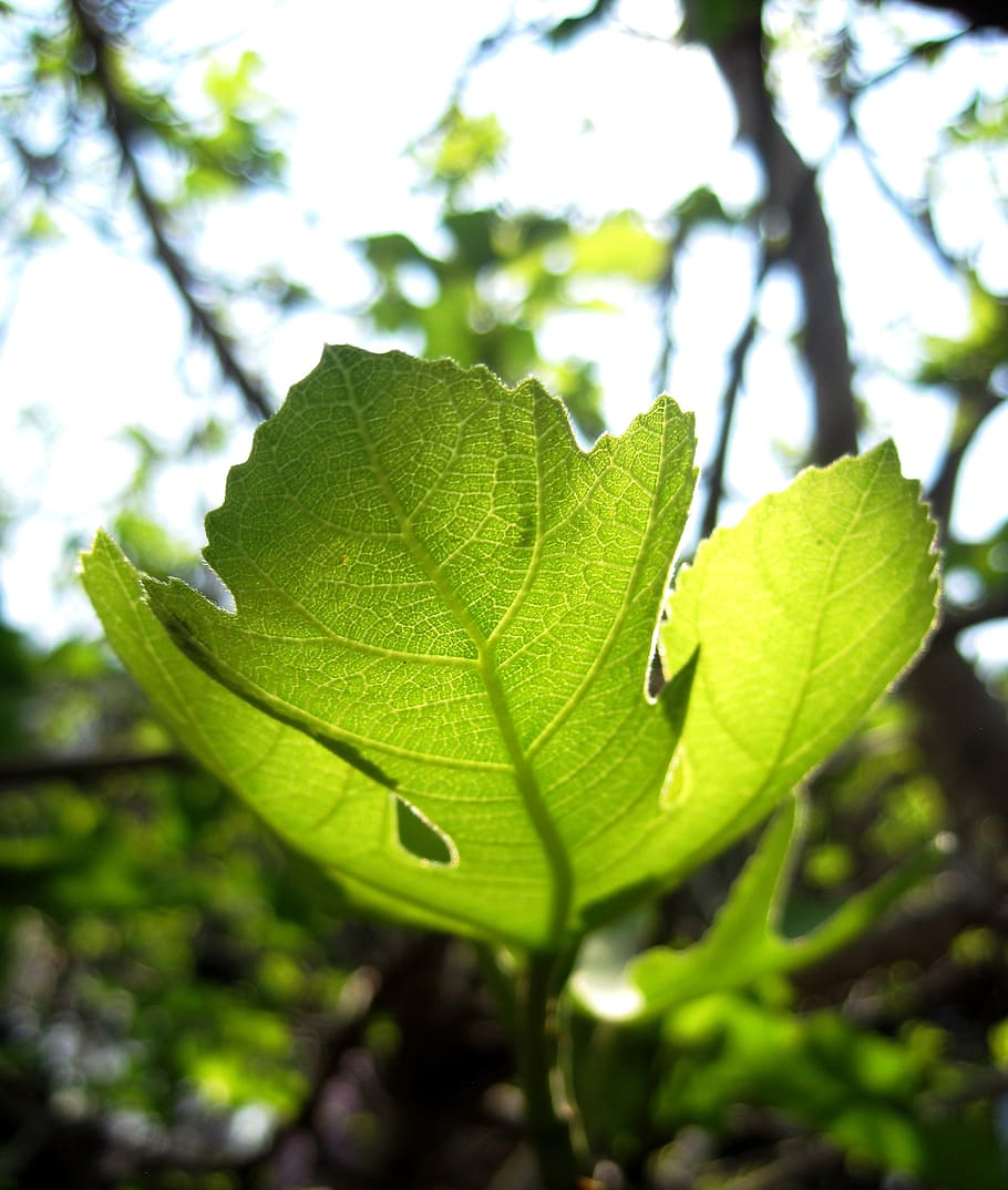 leaf, new, green, light, translucent, fig, stem, spring, garden, plant part