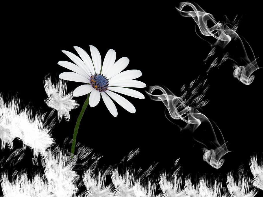 white, osteospermum flower, closeup, flower, lachine, smoke, design, black, fantasy, modern