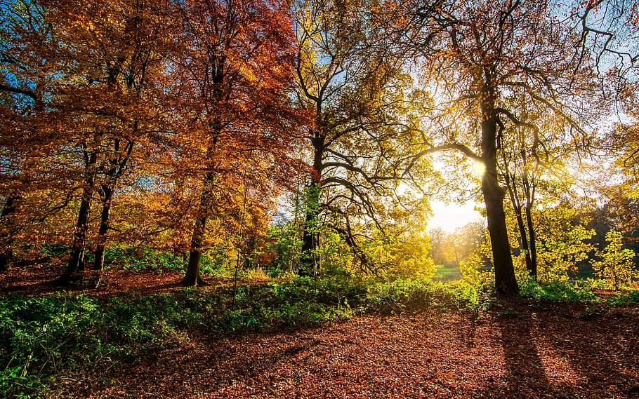 panoramic, photography, trees, sunlight, pass, autumn leaves, fall leaves, sunrays, sunshine, radiance