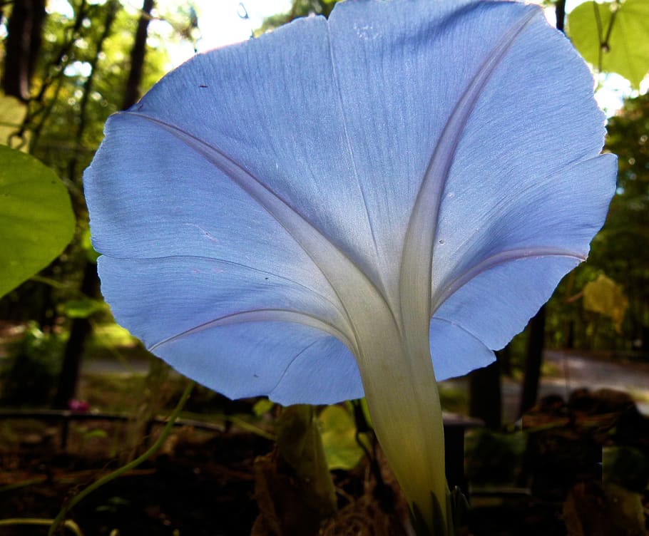 morning, glory, flower, flora, blossom, bloom, blue, plant, focus on foreground, close-up