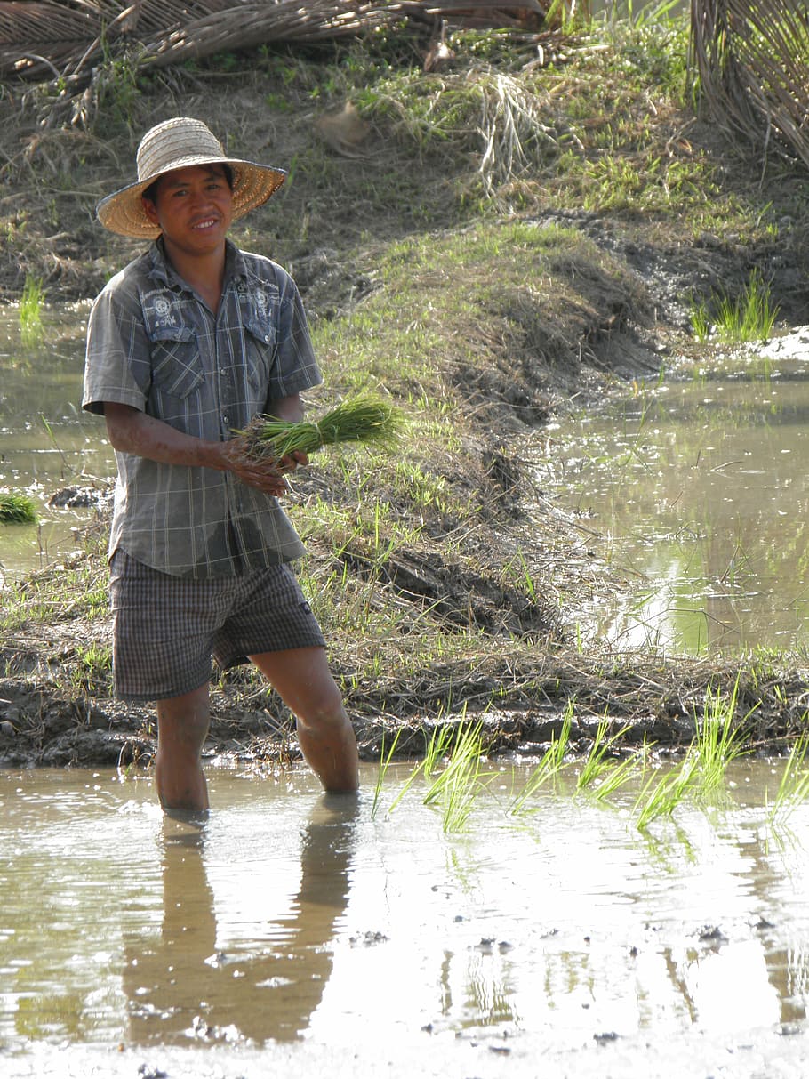 farmer, rice, plantation, chiang mai, thailand, water, one person, hat, real people, plant