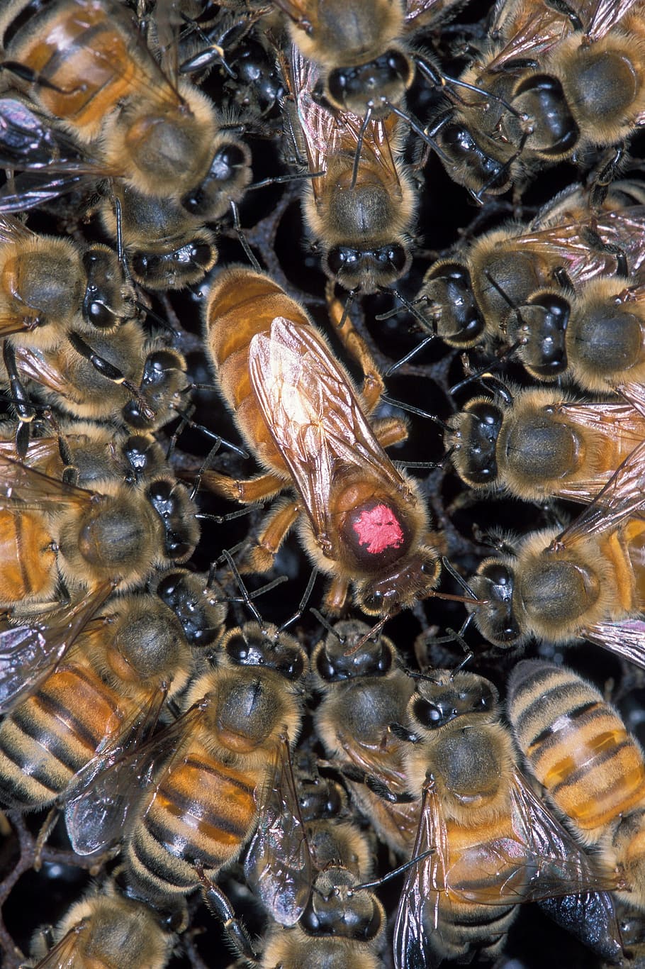 primer plano, foto, abejas, abeja africana, colmena, reina, trabajadores, peine, miel, apicultura