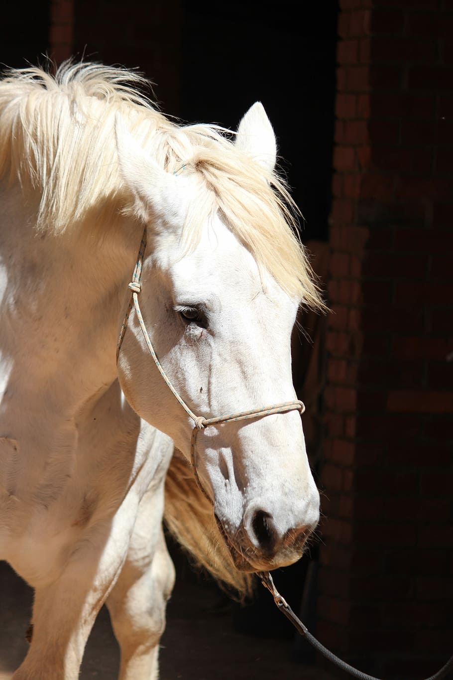 Horse, Percheron, Shadows, White, Draft, animal, stallion, heavy, large, draft horse