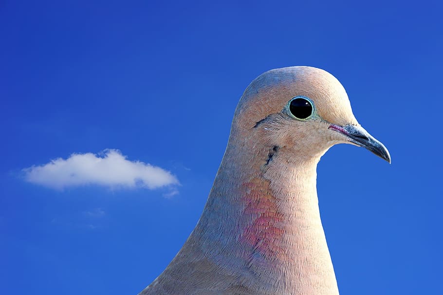 dove, city pigeon, collared, bird, animal, street deaf, nature, bill, animal world, sky