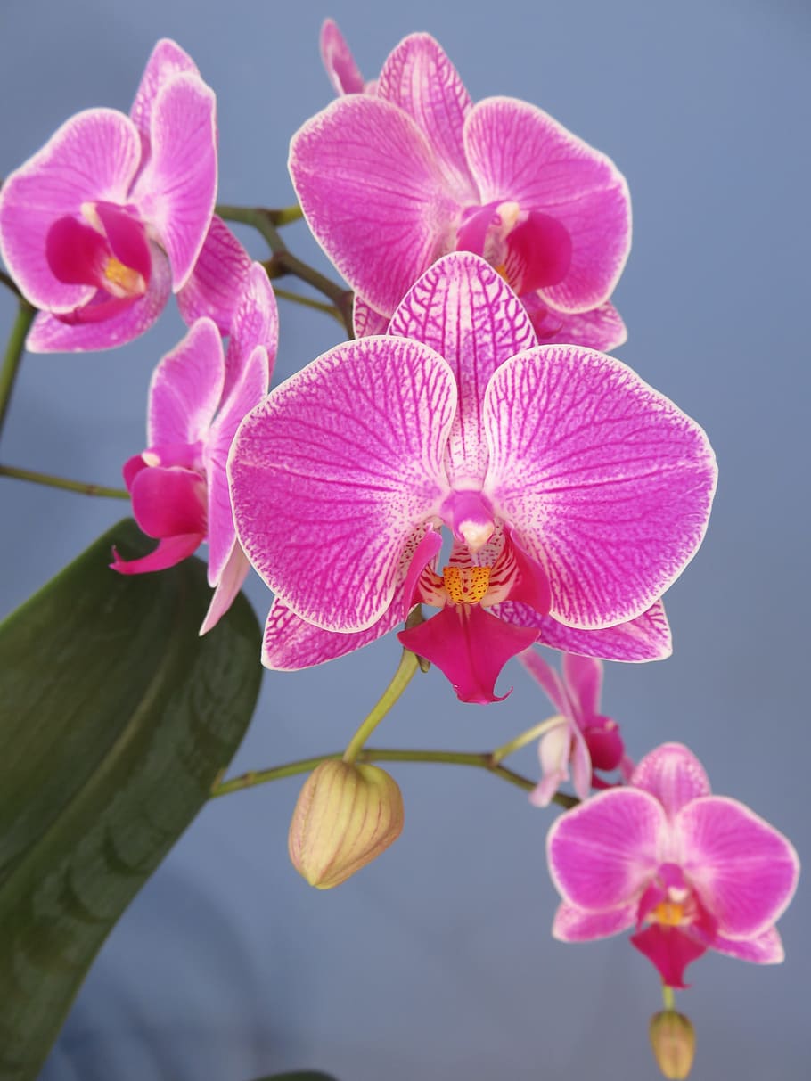 pink, orchid flower, branches, orchid, phalaenopsis, moth, blossom, tropical, purple, exotic