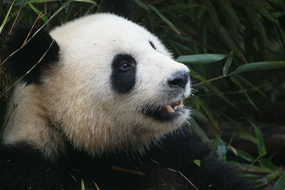 blanco, negro, panda, durante el día, oso, china, ch, chengdu, en peligro de extinción, vida silvestre