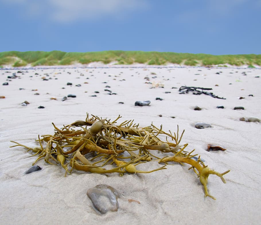Seaweed, Algae, Water, North Sea, Sea, Beach, beach, marine, ocean, aquatic, one animal