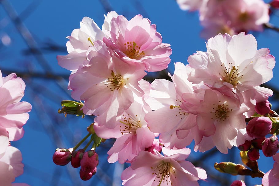 プルナス, 桜, 花, チェリー, バラ科, 日本の桜, サクラ属枝, 開花小枝, 枝, 木