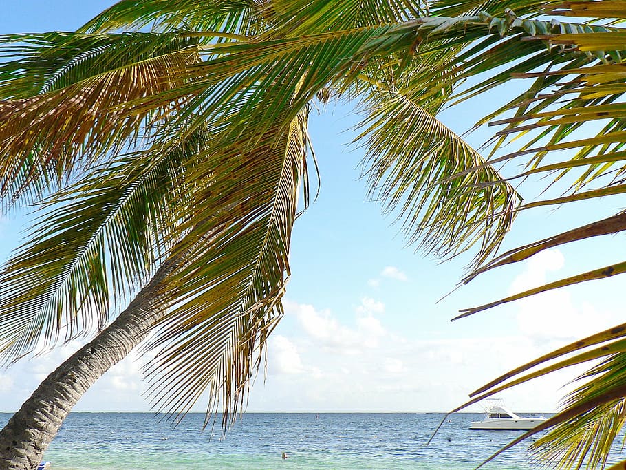 green, coconut tree, body, water, Cuba, Beach, Holiday, Idleness, Tropics, coconut trees