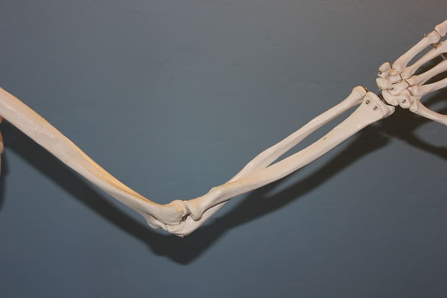 primer plano, foto, humano, esqueleto del brazo, esqueleto, codo, anatomía, cuerpo, hueso, articulación