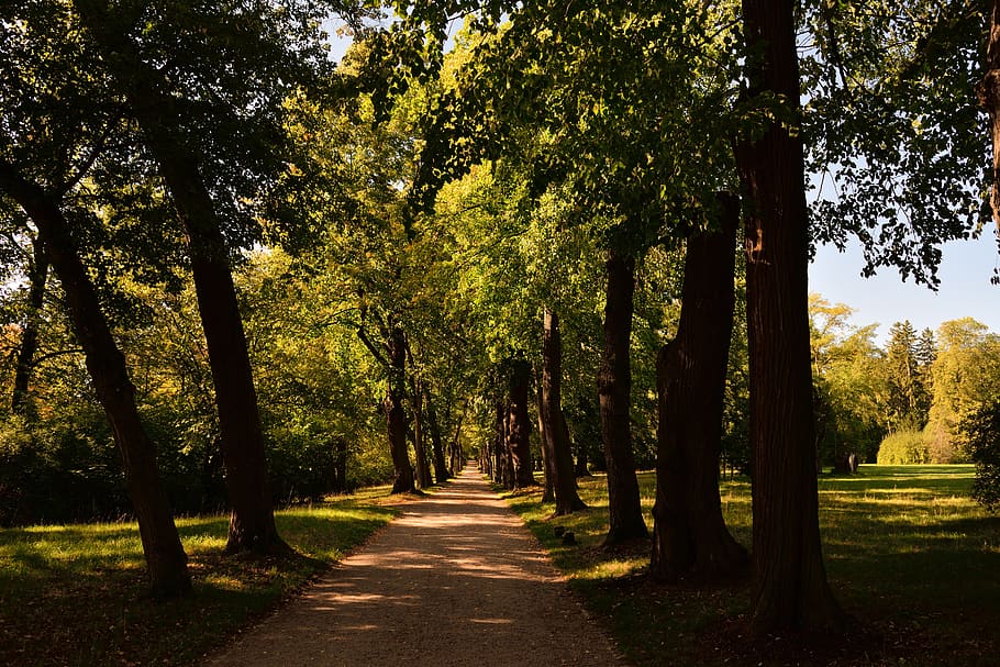 avenue, park, trees, landscape, autumn, tree, plant, direction, the way forward, tranquility