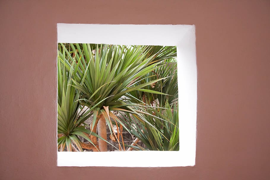 window, square, architecture, outlook, home, without glass, garden, canary island dragon tree, dracaena draco, section