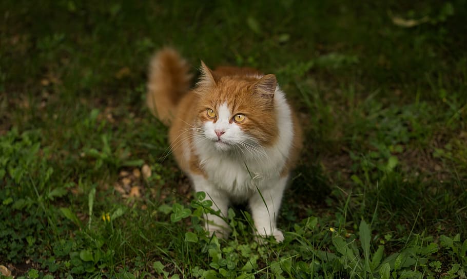 浅い, フォーカス写真, オレンジ, 白, 猫, 芝生フィールド, 選択的, フォーカス, 写真, 三毛猫