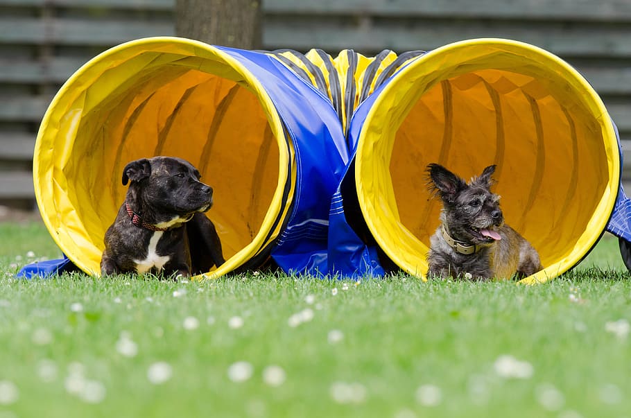 two, black, dogs, lying, grass, inside, blue, yellow, play, agility trainer