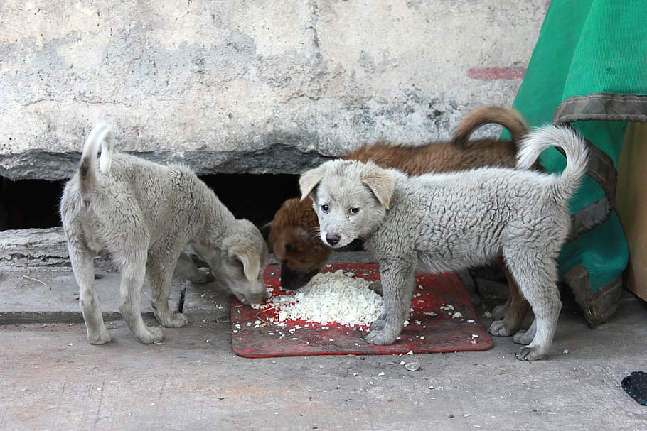 tres cachorros comiendo, el vagabundo, cachorro, patético, calle, come arroz, lamentablemente, no hay residencial, perro, sucio