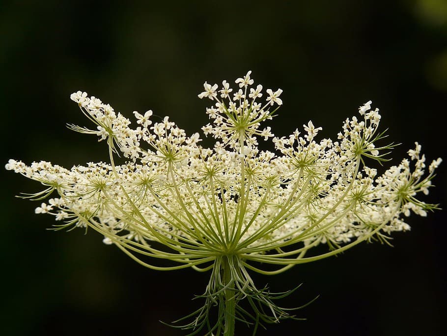 low, angle photo, white, queen anne, lace flower, wild, carrot, garden plant, wild flower, blossom