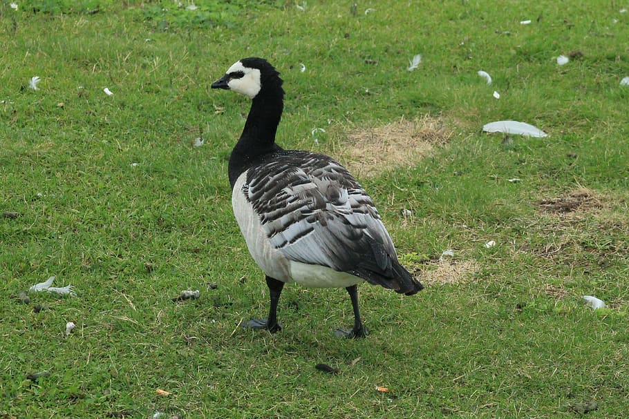 ganso, cara branca, branco, pássaro, animais em estado selvagem, temas de animais, vida selvagem animal, grama, um animal, animal