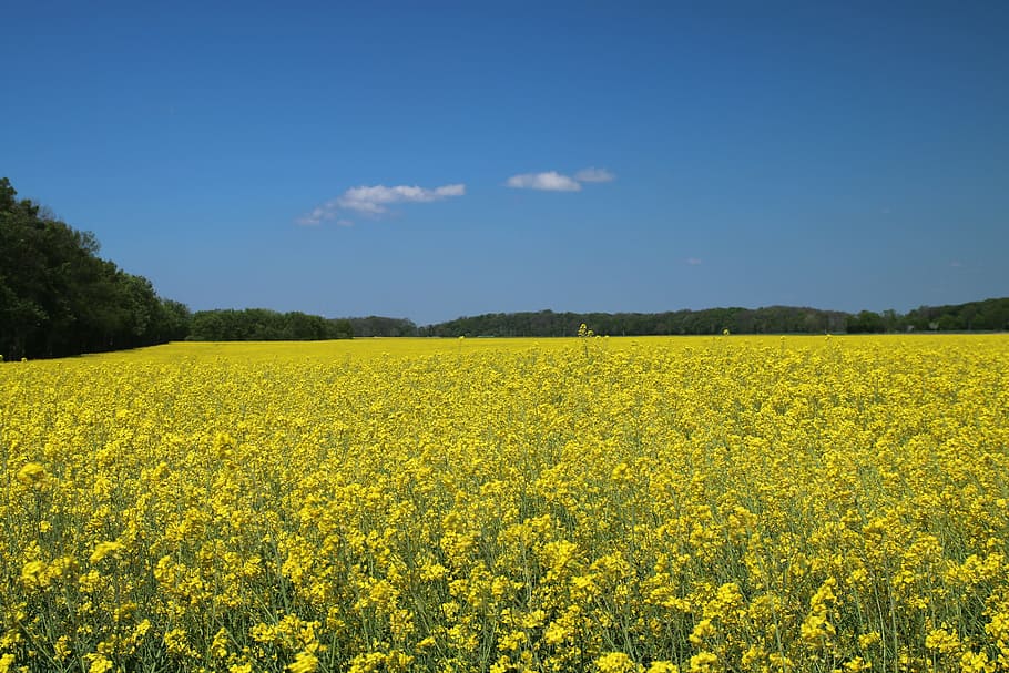 oilseed rape, field, field of rapeseeds, landscape, beauty in nature, yellow, plant, flower, land, sky