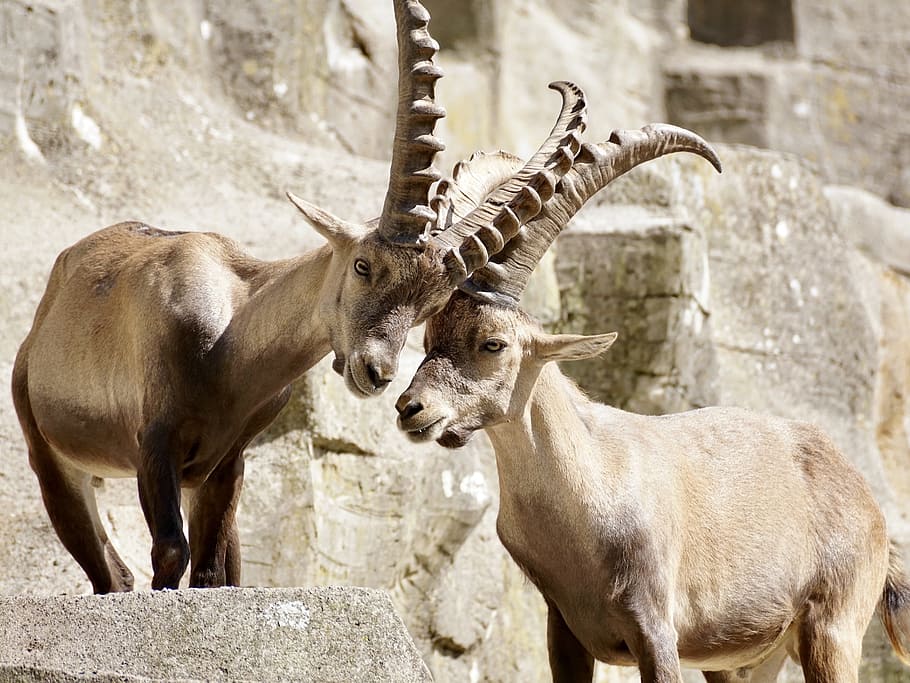 two, brown, mountain antelopes, locking, horns, rock cliff, Ibex, Male, Horned, Mammal