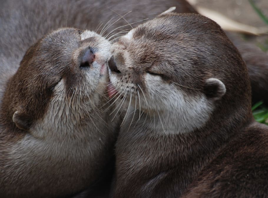 shallow, two, otters, two otters, furry, brown, otter, close-up, whiskers, cute