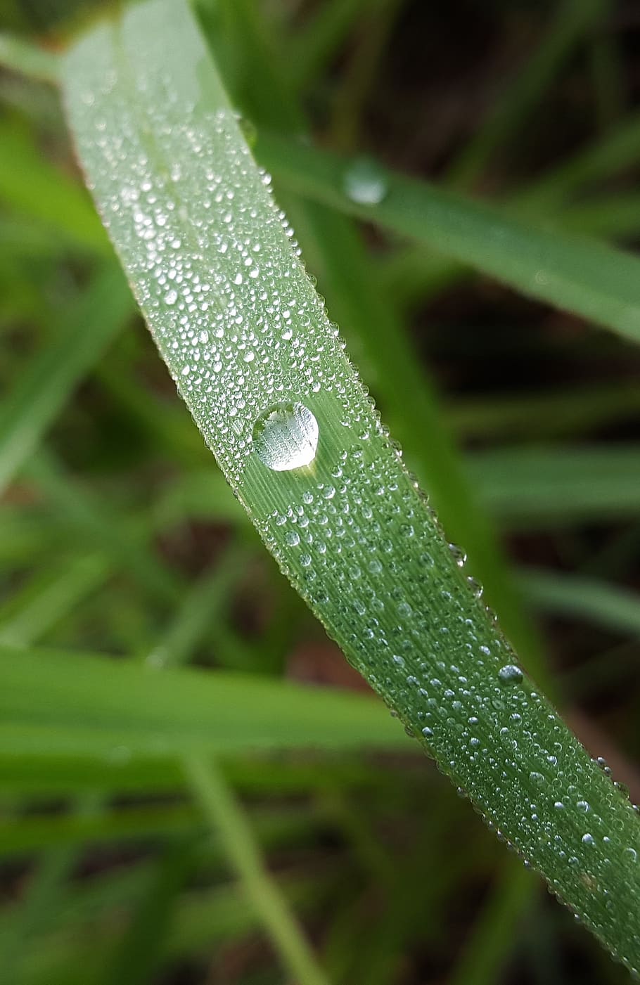 grass, blade of grass, dew, dew drop, morning dew, wet, water, droplets, beads, beading