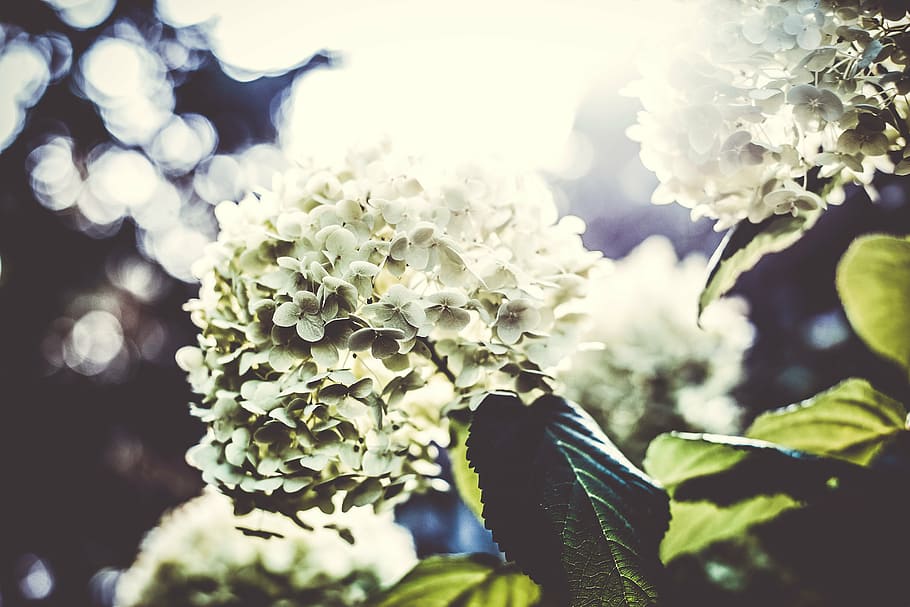 superficial, fotografía de enfoque, blanco, flores, durante el día, pétalos, floración, jardín, naturaleza, planta