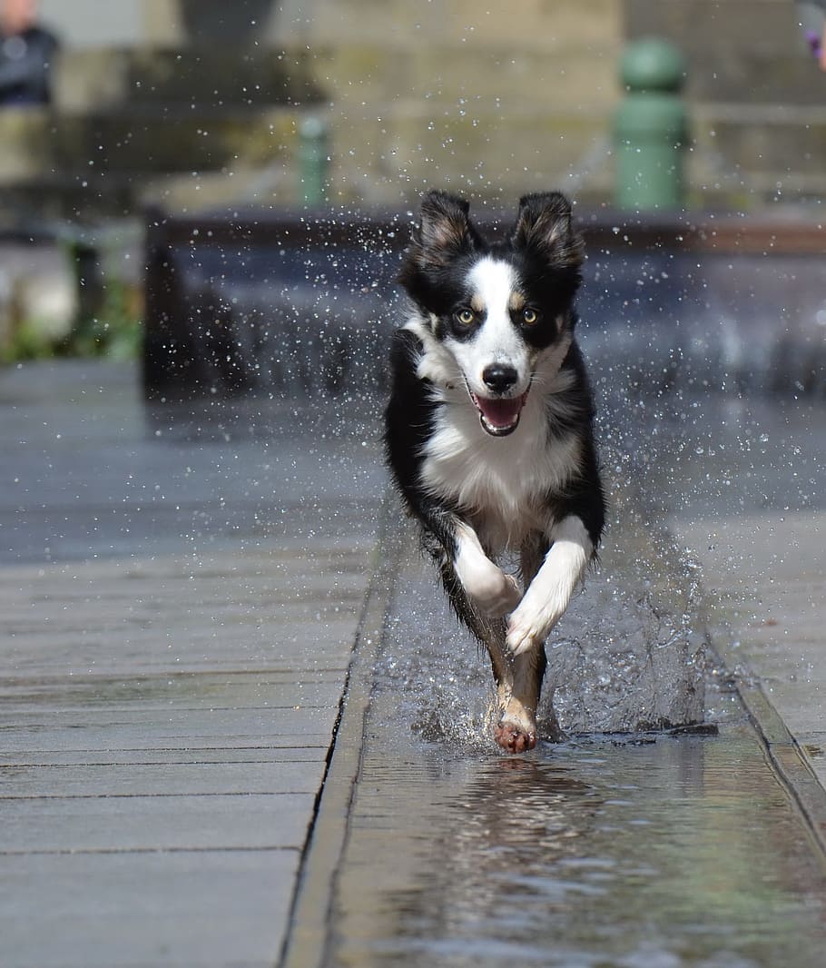 Border Collie, Fountain, City, City, Water, fountain, city, water, fountain city, old town, running dog, running