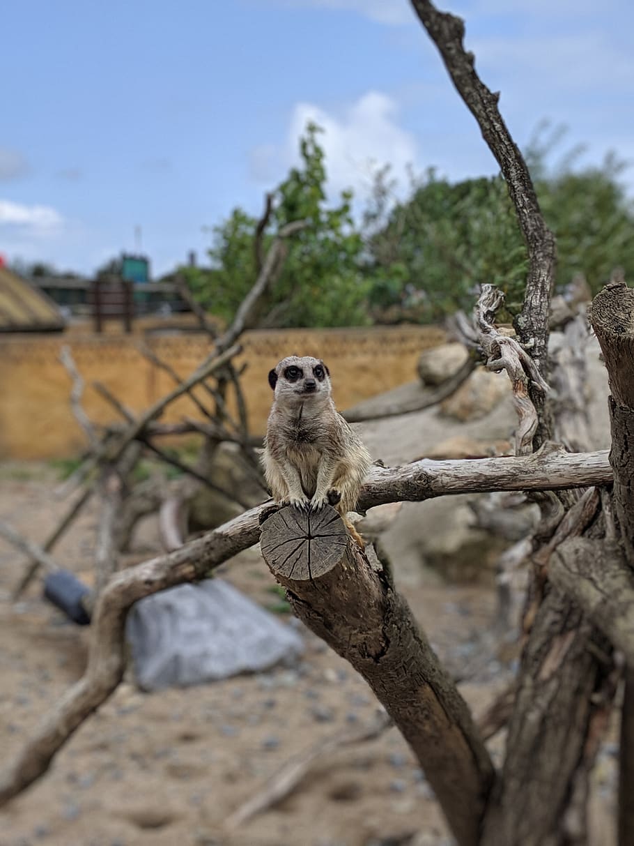 zoo, meerkat, mammal, cute, animal, nature, curious, attention, portrait, funny
