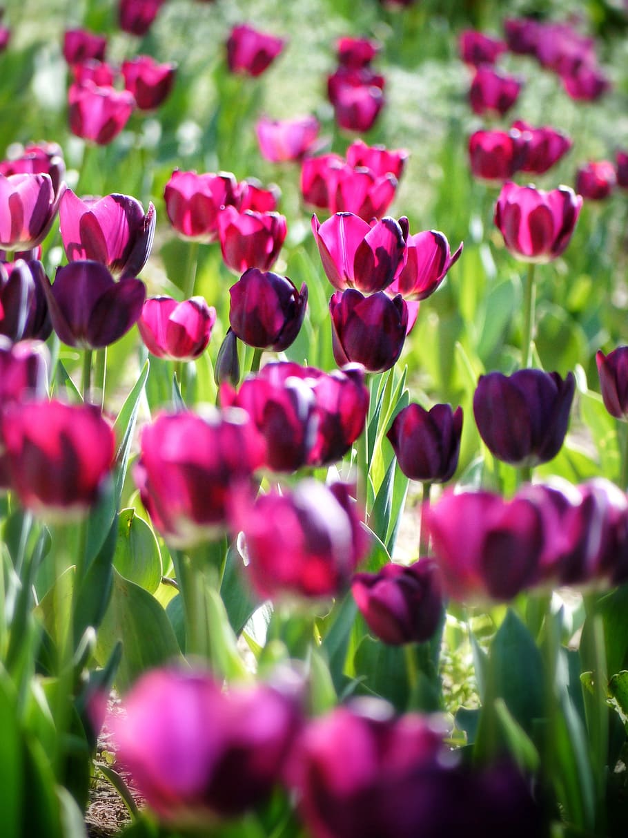 pink petaled flowers, tulipa, tulip, flowers, spring, nature, plant, flowering plant, beauty in nature, flower