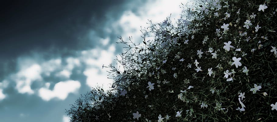 flores blancas, jazmín, cielo, naturaleza, las nubes, árbol, fondos, al  aire libre, temporada, azul | Pxfuel