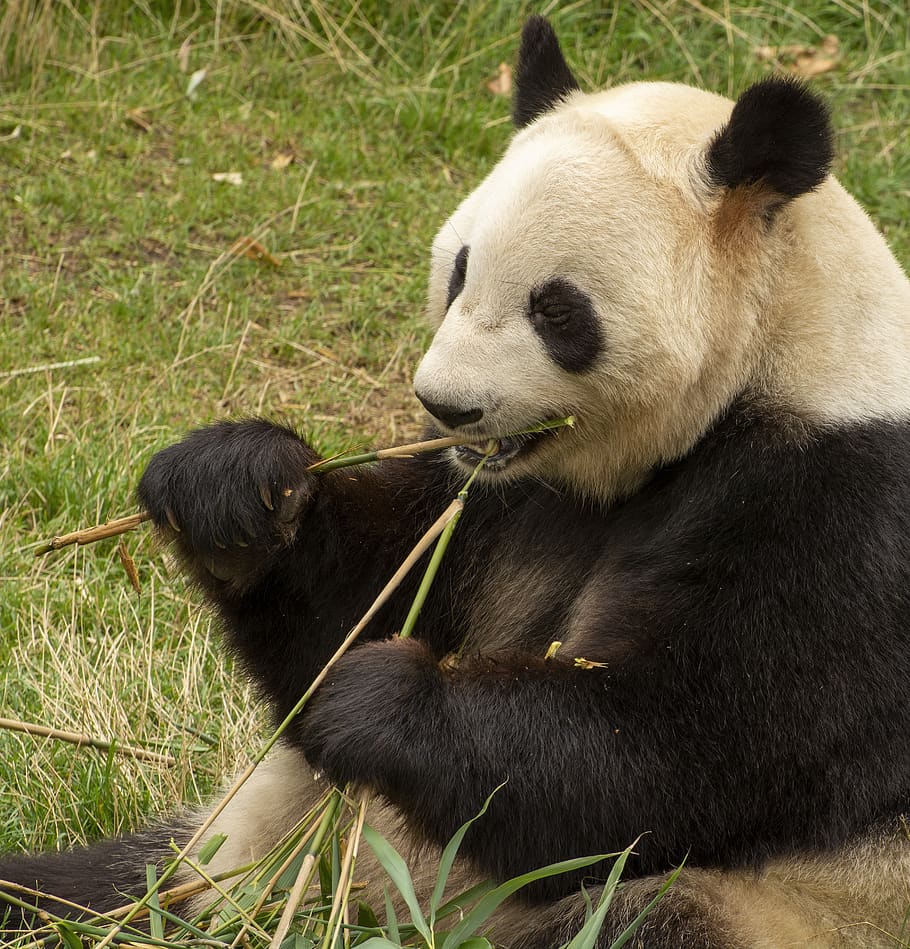 panda, zoo, mammals, sweet, bamboo, china, threatened, animal, animal themes, mammal