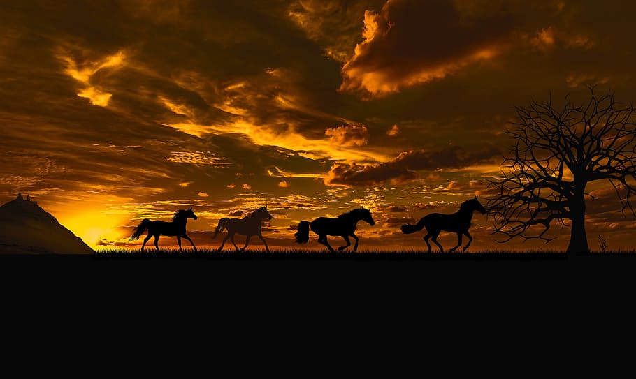 fotografía de silueta, cuatro, caballos, puesta del sol, cielo, tarde, anochecer, estado de ánimo, abendstimmung, cielo de la tarde