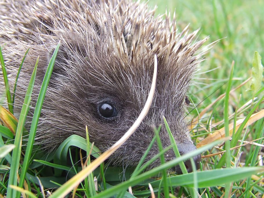 Hedgehog, Thorns, Animal, Poke, is from, grass, eye, one animal, animal wildlife, animals in the wild